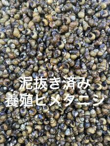 メダカ屋が使う　大粒　苔取りヒメタニシ　15個