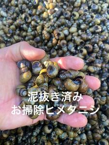 水槽お掃除　大粒ヒメタニシ