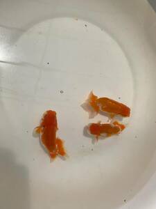  golgfish 2 -years old fish 3 pcs set ②