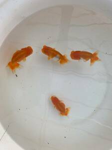 golgfish 2 -years old fish 4 pcs set ④