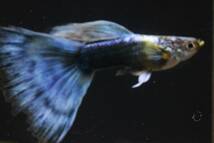 「所沢熱帯魚」　若親 ブルーモザイクタキシード（サンセット系） ２ペア_画像2