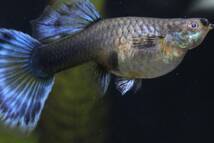 「所沢熱帯魚」　若親 ブルーモザイクタキシード（サンセット系） ２ペア_画像3