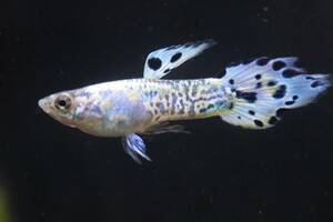 「所沢熱帯魚」　若魚 ブルーギャラクシィスピアーテール（ＲＲＥ．Ａ系）２ペア