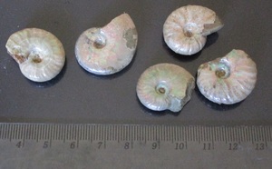 遊色を呈するアンモナイト５個セット　Ammonite　マダガスカル産　化石　化石標本　コレクション処分品　重さ２８ｇ