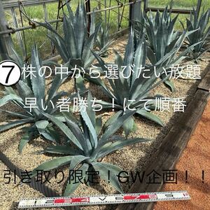 Agave americana GW限定引き取り企画！① アガベ　アメリカーナ　美株　大株、特大株　青白い　細葉　早い者勝ち、選びたい放題