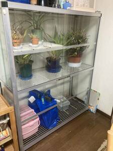  Showa era aluminium Blue Ribbon Neo rack decorative plant showcase 124cm×45cm×150cm