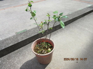 zmi. real raw seedling ..5 year pulling out seedling delivery ( 1 pcs )