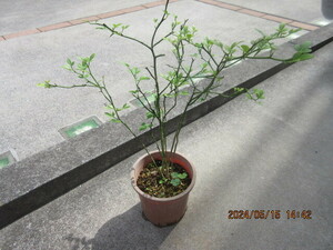 kalatachi. real raw seedling ..5 year pulling out seedling delivery ( 1 pcs )