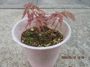  Akashi daremomiji. real raw seedling ..4 year pulling out seedling delivery ( 1 pcs )