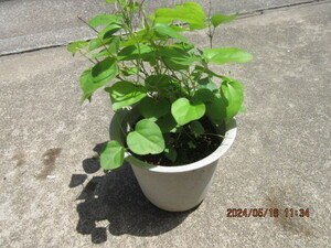  blue zu rough ji. real raw seedling ..5 year pulling out seedling delivery ( 1 pcs )
