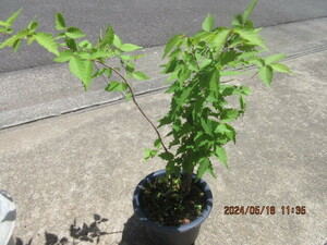 keyaki. real raw seedling ..6 year pulling out seedling delivery ( 1 pcs )