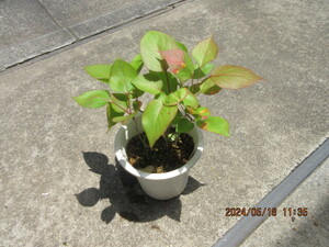 yama not equipped. real raw seedling ..4 year pulling out seedling delivery ( 1 pcs )