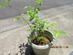 enoki. real raw seedling ..4 year pulling out seedling delivery ( 1 pcs )