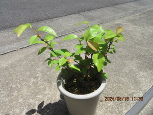  Karin. real raw seedling ..5 year pulling out seedling delivery ( 1 pcs )