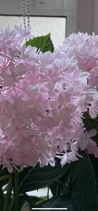 アジサイ 超美しい限定品種　新品種　桜のころ希少紫陽花2年生苗 