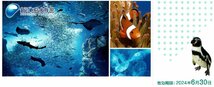 新江ノ島水族館 入館招待券 【24年6月30日まで】_画像1