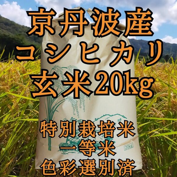 コシヒカリ　一等米　●外箱なし●　令和5年産 京丹波産　玄米20キロ