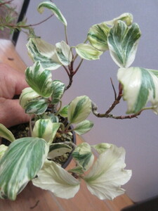  snow white . many . ivy . entering plant * bonsai. ... certainly transactions agreement verification agreement . please tender 