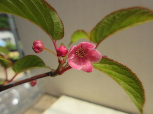  red flower matatabi. entering plant * bonsai. ... certainly transactions agreement verification agreement . please tender 