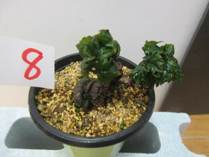  dragon god ivy 8. entering plant * bonsai. ... certainly transactions agreement verification agreement . please tender shipping is Yupack. 