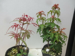 セット3　斑入り植物・盆栽 その他　豊樹園　　 必ず取引規約確認同意で入札してください 