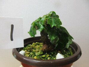  dragon god ivy 1. entering plant * bonsai other ... certainly transactions agreement verification agreement . please tender 