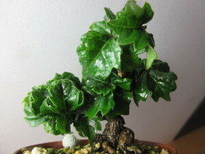  dragon god ivy 5. entering plant * bonsai other ... certainly transactions agreement verification agreement . please tender 