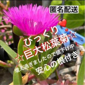 15☆ズボラな園芸☆巨大☆松葉菊☆安心の根付き☆マツバギク☆