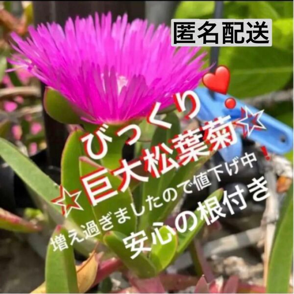 15☆ズボラな園芸☆巨大☆松葉菊☆安心の根付き☆マツバギク☆