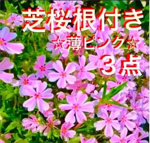 ③3☆芝桜☆うすピンク☆シッカリ根付き苗☆初心者向け☆