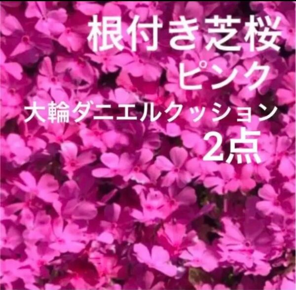 ①☆芝桜☆シッカリ根付き苗☆初心者向け☆濃いピンク☆