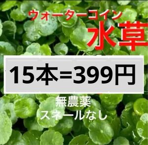 15a☆メダカの休憩☆増えるウォーターコイン〜☆ウォーターマッシュルーム☆