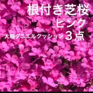 ①3☆芝桜☆シッカリ根付き苗☆初心者向け☆濃いピンク☆
