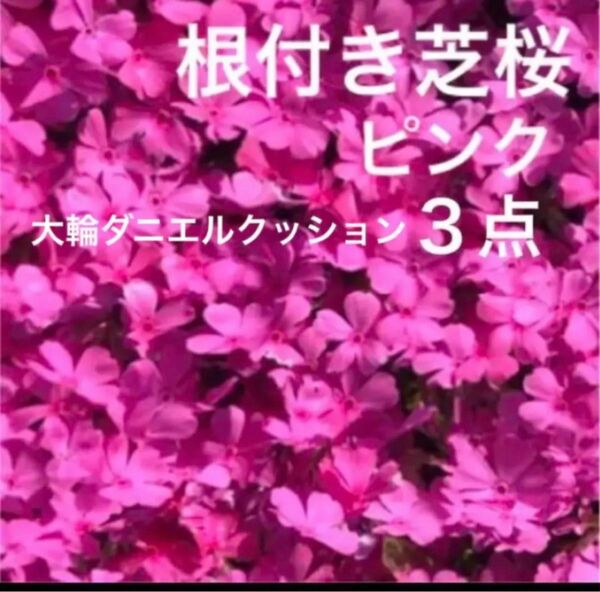 ①3☆芝桜☆シッカリ根付き苗☆初心者向け☆濃いピンク☆