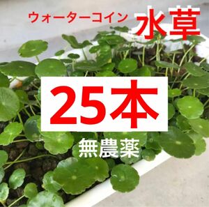 1B☆メダカの休憩☆増えるウォーターコイン〜☆ウォーターマッシュルーム☆ 水草