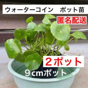 9a2☆メダカ大喜び〜☆増えるウォーターコイン☆ウォーターマッシュルーム☆水草