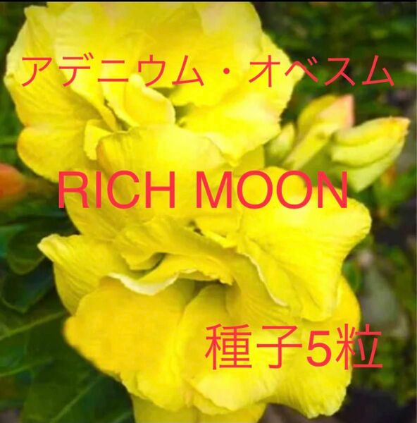 アデニウム・オベスム　RICH MOON 種子5粒