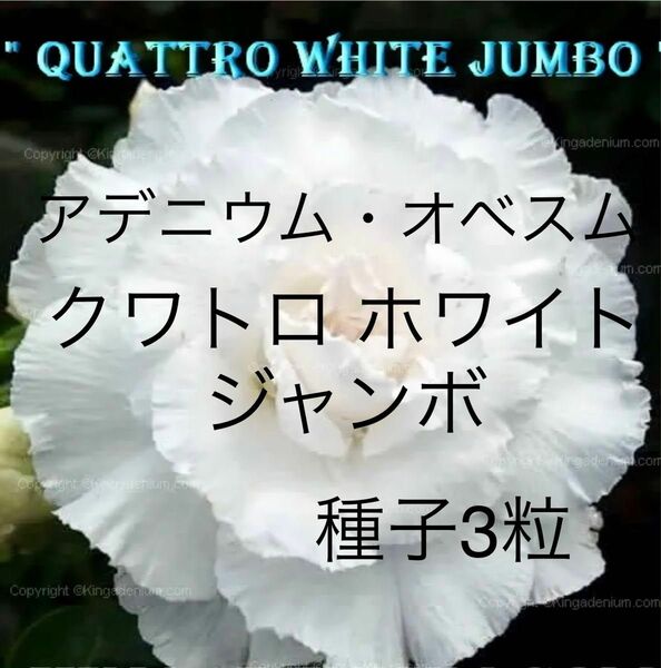 アデニウム・オベスム　クワトロ ホワイト ジャンボ　種子3粒