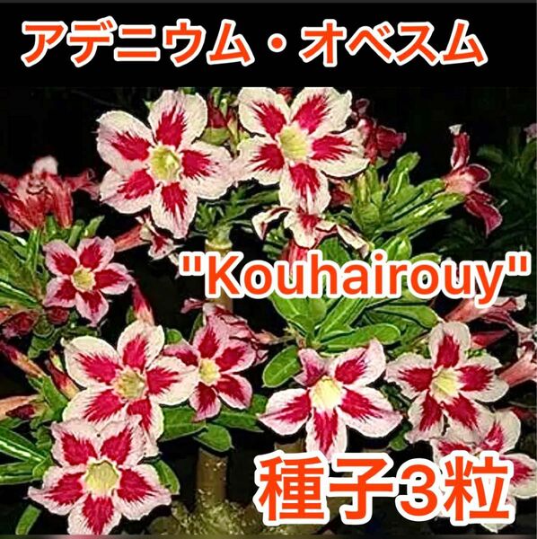 アデニウム・オベスム　"Kouhairouy" 種子３粒