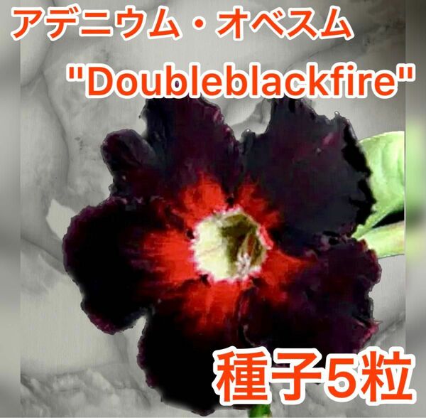 アデニウム・オベスム　"Double blackfire" 種子5粒