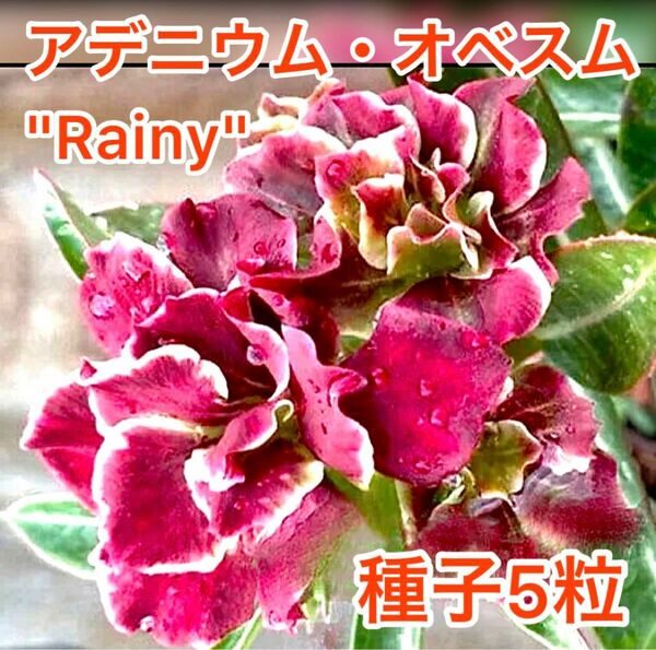 アデニウム・オベスム　"Rainy" 種子5粒