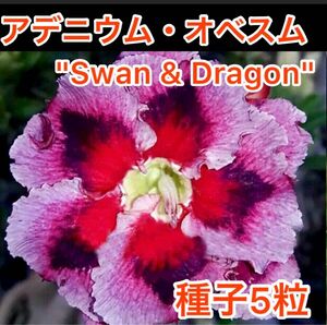 アデニウム・オベスム　"Swan & Dragon" 種子5粒