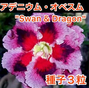 アデニウム・オベスム　"Swan & Dragon" 種子３粒