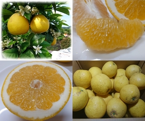  piece mandarin orange Ehime * the first summer. .... Kawauchi .. Family economical 10k ** free shipping ( Hokkaido * Okinawa +1000 jpy ) * agriculture house direct sale prompt decision 