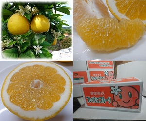  piece mandarin orange Ehime * the first summer. .... Kawauchi .. Family 4kg ** free shipping ( Hokkaido * Okinawa +500 jpy ) * agriculture house direct sale prompt decision 