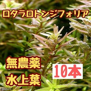 水草　ロタラロトンジフォリア　水上葉10本　オススメ赤系水草　無農薬　アクアリウム　ビオトープ　水草レイアウト