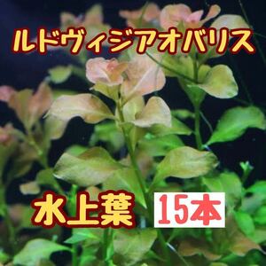 水草　ルドヴィジアオバリス　15本　水上葉　無農薬