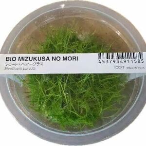 ADA水草の森　ショートヘアーグラス×5　水上葉　無農薬　オススメ前景草　アクアリウム　ビオトープ