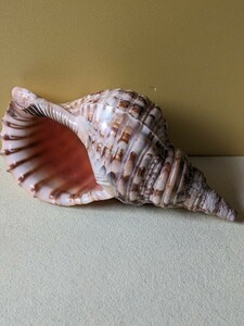 初出し　コレクター収集品　貝標本　大型法螺貝？　ホラ貝？　貝殻　インテリア　水槽装飾　オブジェ（1）