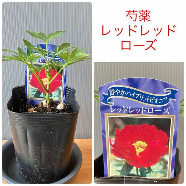 正規品　芍薬（シャクヤク）　レッドレッドローズ　1苗